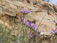 Campanula lingulata 8, Saxifraga-Dirk Hilbers