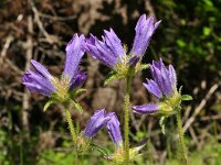 Campanula lingulata 9, Saxifraga-Harry Jans