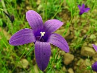 Campanula lusitanica 6, Saxifraga-Hans Grotenhuis