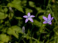 Campanula patula 49, Weideklokje, Saxifraga-Jan van der Straaten
