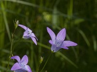 Campanula patula 50, Weideklokje, Saxifraga-Jan van der Straaten