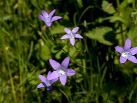 Campanula patula 51, Weideklokje, Saxifraga-Jan van der Straaten