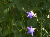 Campanula patula 52, Weideklokje, Saxifraga-Jan van der Straaten