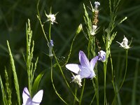 Campanula patula 53, Weideklokje, Saxifraga-Jan van der Straaten