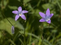 Campanula patula 54, Weideklokje, Saxifraga-Jan van der Straaten