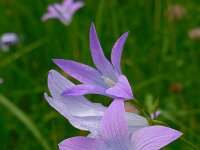 Campanula patula 55, Weideklokje, Saxifraga-Ed Stikvoort