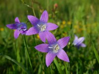 Campanula patula 56, Weideklokje, Saxifraga-Ed Stikvoort