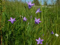 Campanula patula 57, Weideklokje, Saxifraga-Ed Stikvoort