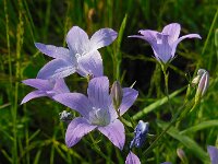 Campanula patula 58, Weideklokje, Saxifraga-Ed Stikvoort