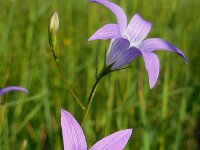 Campanula patula 59, Weideklokje, Saxifraga-Ed Stikvoort