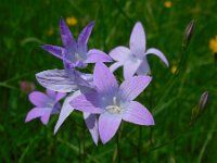 Campanula patula 60, Weideklokje, Saxifraga-Ed Stikvoort