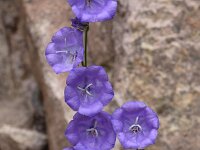 Campanula persicifolia 30, Prachtklokje, Saxifraga-Harry Jans  Campanula persicifolia