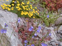 Campanula persicifolia 31, Prachtklokje, Saxifraga-Harry Jans  Campanula pesicifolia