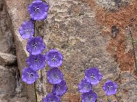 Campanula persicifolia 32, Prachtklokje, Saxifraga-Harry Jans  Campanula persicifolia