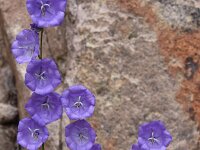 Campanula persicifolia 33, Prachtklokje, Saxifraga-Harry Jans  Campanula persicifolia