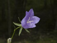 Campanula persicifolia 53, Prachtklokje, Saxifraga-Jan van der Straaten