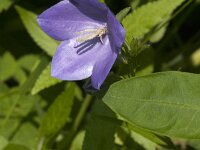 Campanula persicifolia 54, Prachtklokje, Saxifraga-Jan van der Straaten