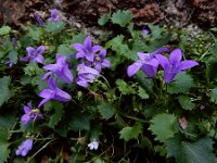 Campanula portenschlagiana 12, Dalmatieklokje,, Saxifraga-Ed Stikvoort : Deventer A900
