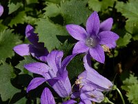Campanula portenschlagiana 13, Dalmatieklokje,, Saxifraga-Ed Stikvoort : Deventer A900