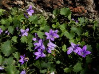 Campanula portenschlagiana 14, Dalmatieklokje,, Saxifraga-Ed Stikvoort : Deventer A900