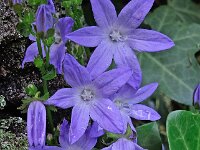 Campanula poscharskyana 10, Kruipklokje, Saxifraga-Ab H Baas