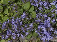 Campanula poscharskyana 24, Kruipklokje, Saxifraga-Jan van der Straaten