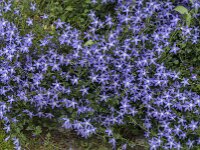 Campanula poscharskyana 25, Kruipklokje, Saxifraga-Jan van der Straaten