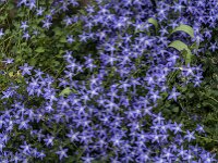Campanula poscharskyana 26, Kruipklokje, Saxifraga-Jan van der Straaten