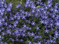 Campanula poscharskyana 27, Kruipklokje, Saxifraga-Jan van der Straaten
