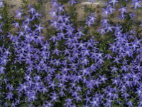 Campanula poscharskyana 28, Kruipklokje, Saxifraga-Jan van der Straaten