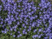 Campanula poscharskyana 29, Kruipklokje, Saxifraga-Jan van der Straaten