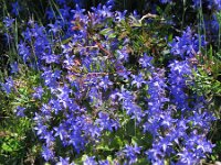 Campanula poscharskyana 3, Kruipklokje, Saxifraga-Jasenka Topic