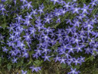 Campanula poscharskyana 30, Kruipklokje, Saxifraga-Jan van der Straaten