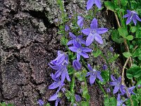 Campanula poscharskyana 8, Kruipklokje, Saxifraga-Ab H Baas
