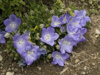 Campanula raineri 3, Saxifraga-Jan van der Straaten