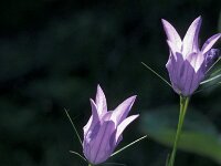 Campanula ramosissima 2, Saxifraga-Jan van der Straaten