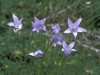 Campanula ramosissima 3, Saxifraga-Jan van der Straaten