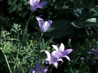 Campanula ramosissima 5, Saxifraga-Jan van der Straaten