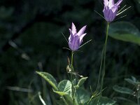 Campanula ramosissima 6, Saxifraga-Jan van der Straaten