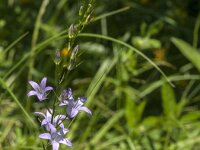 Campanula rapunculus 26, Rapunzelklokje, Saxifraga-Jan van der Straaten