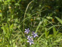Campanula rapunculus 78, Rapunzelklokje, Saxifraga-Jan van der Straaten