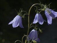 Campanula rhomboidalis 2, Saxifraga-Marijke Verhagen