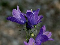 Campanula rhomboidalis 3, Saxifraga-Jan van der Straaten