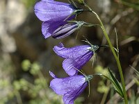 Campanula rhomboidalis 4, Saxifraga-Jan van der Straaten