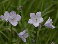 Campanula rhomboidalis 5, Saxifraga-Willem van Kruijsbergen