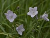 Campanula rhomboidalis 6, Saxifraga-Willem van Kruijsbergen