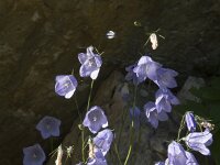 Campanula rotundifolia 33, Grasklokje, Saxifraga-Willem van Kruijsbergen