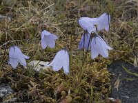Campanula rotundifolia 38, Grasklokje, Saxifraga-Willem van Kruijsbergen
