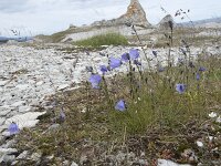 Campanula rotundifolia 41, Grasklokje, Saxifraga-Willem van Kruijsbergen