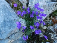 Campanula rotundifolia ssp hispanica 66, Saxifraga-Ed Stikvoort : pas Pandebano - Naranjo de Bulnes s9900